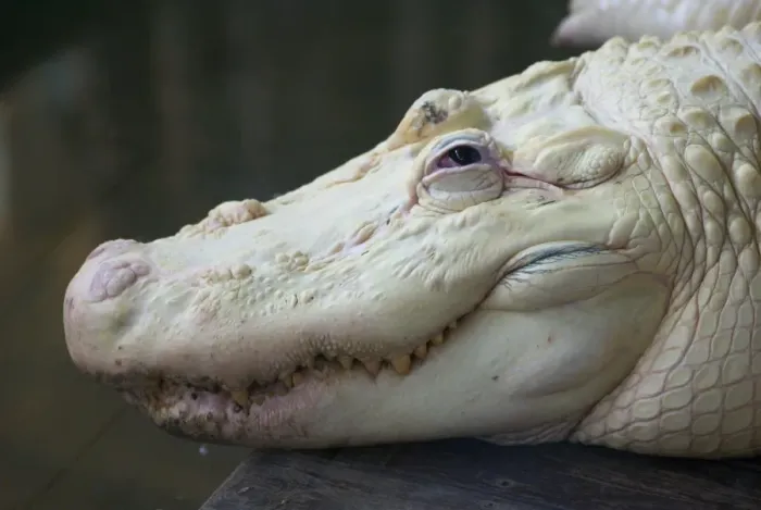 Framed Print : American Alligator (Alligator mississipiensis) leucistic adult, close-up of head, Florida, U. S. A. June (captive) Framed Print : American Alligator (Alligator mississipiensis) leucistic adult, close-up of head, Florida, U. S. A. June (captive)