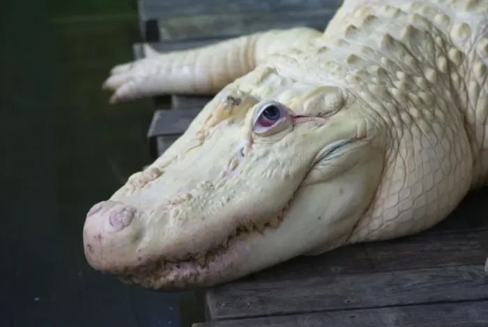 Framed Print : American Alligator (Alligator mississipiensis) leucistic adult, close-up of head, Florida, U. S. A. June (captive) Framed Print : American Alligator (Alligator mississipiensis) leucistic adult, close-up of head, Florida, U. S. A. June (captive)