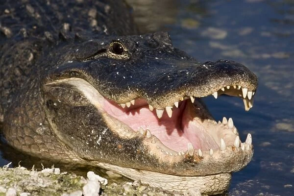 American Alligator; Alligator mississppiensis; showing mouth, teeth, and head