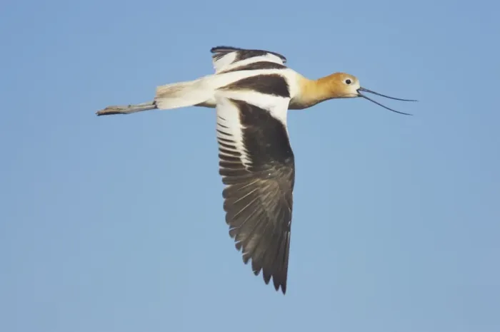 Framed Print : American Avocet (Recurvirostra americana) adult, breeding plumage, calling in flight, Klamath N. W. R. Oregon, U. S. A Framed Print : American Avocet (Recurvirostra americana) adult, breeding plumage, calling in flight, Klamath N. W. R. Oregon, U. S. A