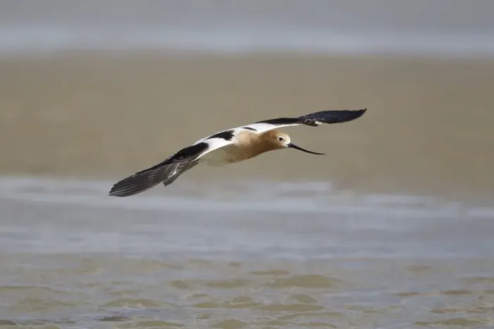 Framed Print : American Avocet (Recurvirostra americana) adult, breeding plumage, in flight, Bolivar Flats, Upper Texas Coast, Texas Framed Print : American Avocet (Recurvirostra americana) adult, breeding plumage, in flight, Bolivar Flats, Upper Texas Coast, Texas
