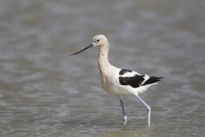 Framed Print : American Avocet (Recurvirostra americana) adult, breeding plumage, wading, Bolivar Flats, Upper Texas Coast, Texas