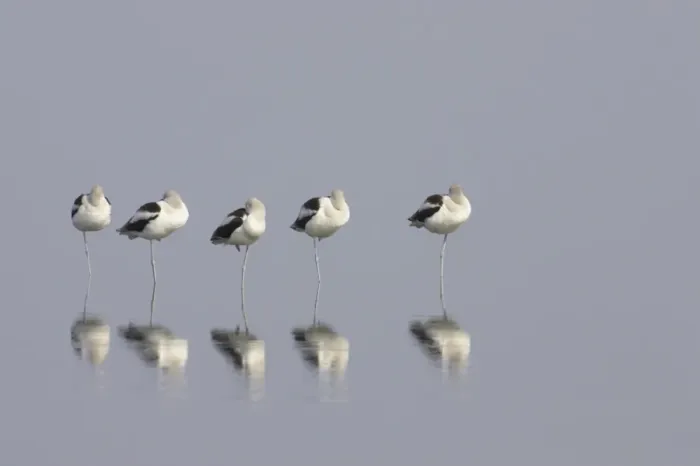 Framed Print : American Avocet (Recurvirostra americana) five adults, winter plumage, roosting in shallow water with reflections, Merrit Island N. W. R. Florida, U. S. A Framed Print : American Avocet (Recurvirostra americana) five adults, winter plumage, roosting in shallow water with reflections, Merrit Island N. W. R. Florida, U. S. A