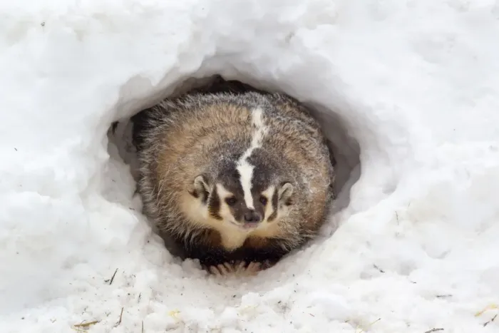 Framed Print : American Badger (Taxidea taxus) adult, at sett entrance in snow, Montana, U. S. A, january (captive) Framed Print : American Badger (Taxidea taxus) adult, at sett entrance in snow, Montana, U. S. A, january (captive)