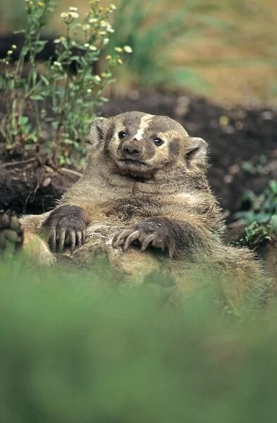 American Badger (Taxidea taxus) adult laying on back
