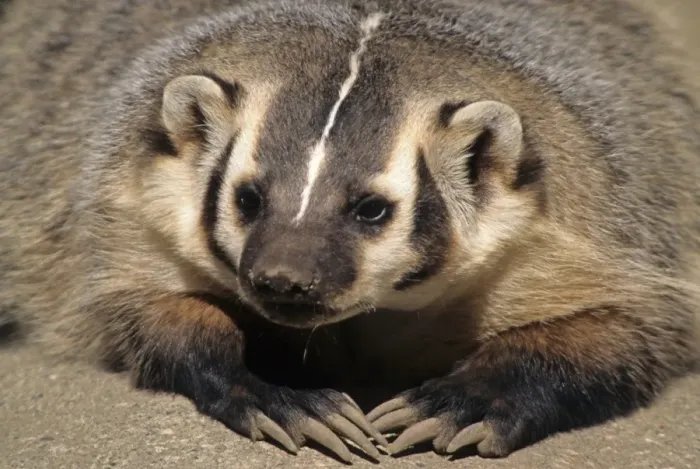 Framed Print : American Badger (Taxidea taxus) close-up of head and claws