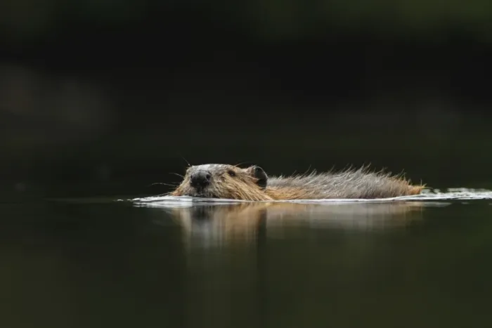Framed Print : American Beaver (Castor canadensis) adult, swimming, in temperate coastal rainforest, Coast Mountains Framed Print : American Beaver (Castor canadensis) adult, swimming, in temperate coastal rainforest, Coast Mountains