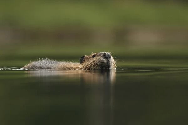 American Beaver (Castor canadensis) adult, swimming, in temperate coastal rainforest, Coast Mountains