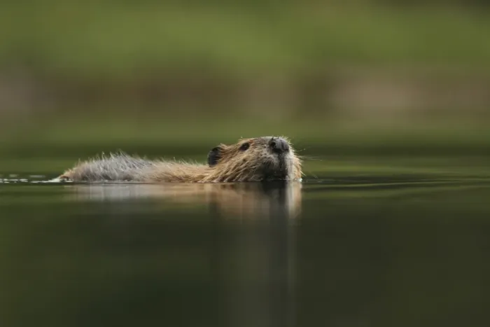 Framed Print : American Beaver (Castor canadensis) adult, swimming, in temperate coastal rainforest, Coast Mountains Framed Print : American Beaver (Castor canadensis) adult, swimming, in temperate coastal rainforest, Coast Mountains