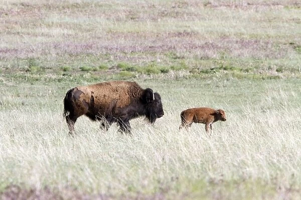 American Bison female with calf