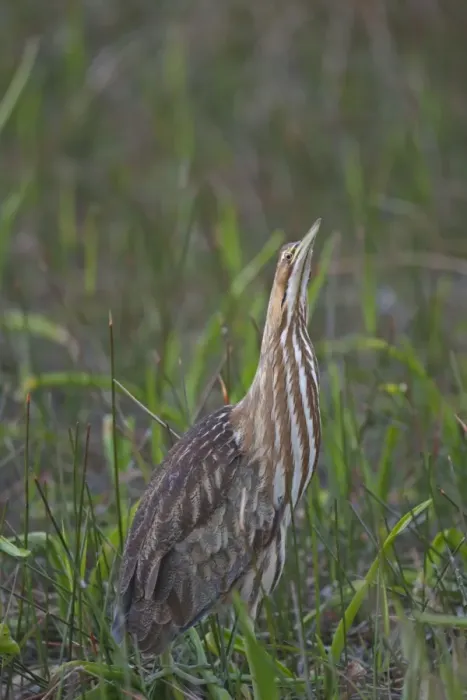Framed Print : American Bittern (Botaurus lentiginosus) adult, standing in wetland, Everglades N. P. Florida, U. S. A Framed Print : American Bittern (Botaurus lentiginosus) adult, standing in wetland, Everglades N. P. Florida, U. S. A