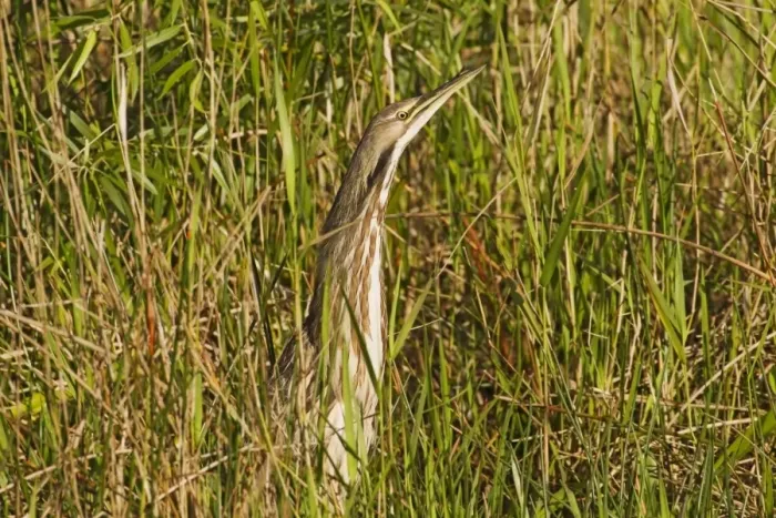 Framed Print : American Bittern (Botaurus lentiginosus) adult, standing amongst reeds, Anhinga Trail, Florida, U. S. A. February Framed Print : American Bittern (Botaurus lentiginosus) adult, standing amongst reeds, Anhinga Trail, Florida, U. S. A. February