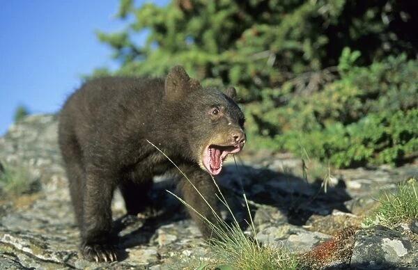 American Black Bear (Ursus americanus) young male, calling, standing on rock