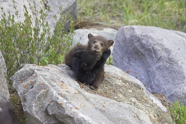 American Black Bear (Ursus americanus) normal and cinnamon forms, two cubs, playfighting on rocks, Rocky Mountains