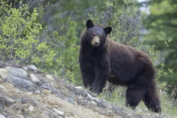 American Black Bear (Ursus americanus) adult female, standing on slope, Rocky Mountains, Alberta, Canada, june