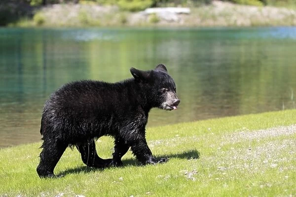 American Black Bear (Ursus americanus) six-month old cub, with wet coat, walking at edge of water, Montana, U. S. A