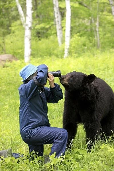 American Black Bear (Ursus americanus) adult, investigating photographer, Minnesota, U. S. A