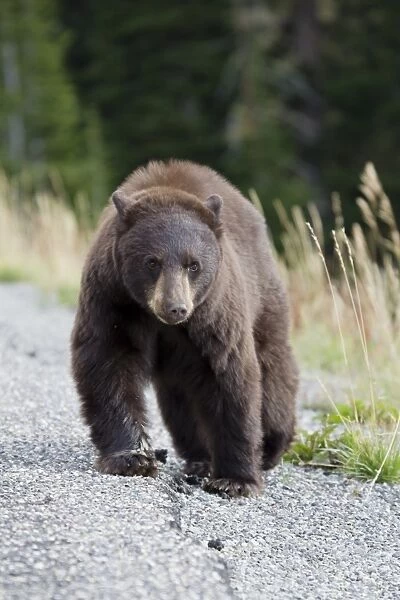 American Black Bear (Ursus americanus) adult, walking at edge of road, Yellowstone N. P. Wyoming, U. S. A. September