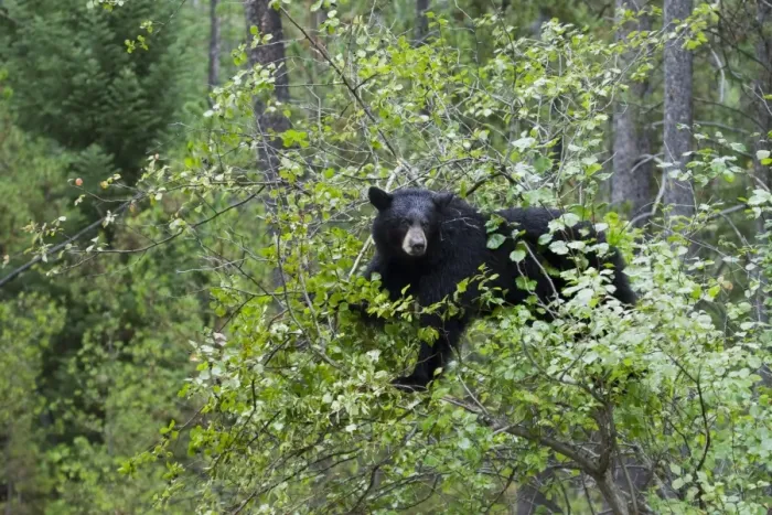 Framed Print : American Black Bear (Ursus americanus) adult, climbing tree to feed on berries, Grand Teton N. P. Wyoming, U. S. A Framed Print : American Black Bear (Ursus americanus) adult, climbing tree to feed on berries, Grand Teton N. P. Wyoming, U. S. A