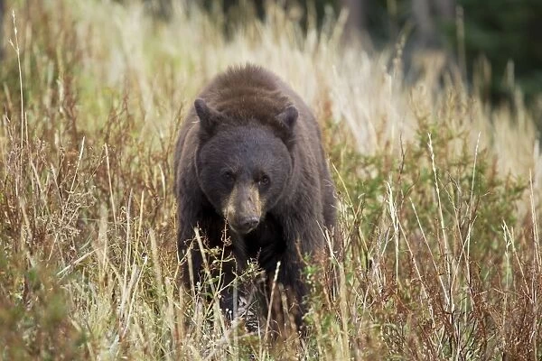 American Black Bear (Ursus americanus) adult, standing in vegetation, Yellowstone N. P. Wyoming, U. S. A. September