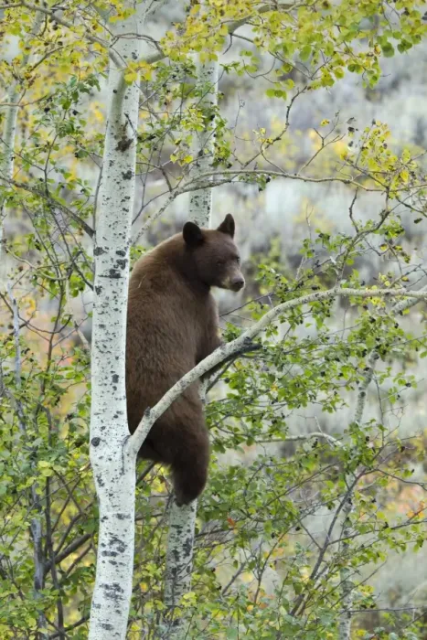 Framed Print : American Black Bear (Ursus americanus) cinnamon form, adult, climbing tree to feed on berries, Grand Teton N. P Framed Print : American Black Bear (Ursus americanus) cinnamon form, adult, climbing tree to feed on berries, Grand Teton N. P