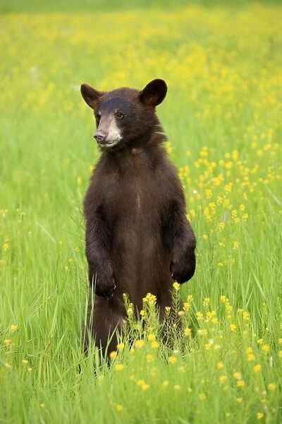American Black Bear (Ursus americanus) cub, standing on hind legs in meadow, Minnesota, U. S. A