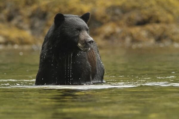 American Black Bear (Ursus americanus kermodei) adult, fishing for salmon, in temperate coastal rainforest