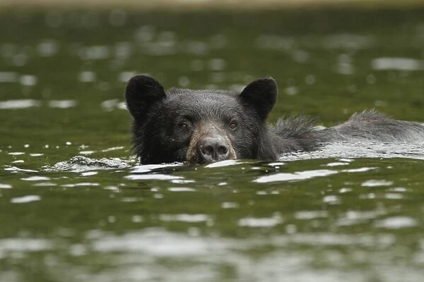 American Black Bear (Ursus americanus kermodei) adult, swimming and fishing for salmon