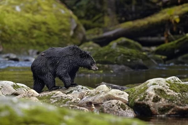 American Black Bear (Ursus americanus kermodei) adult, fishing for salmon at edge of river in temperate coastal