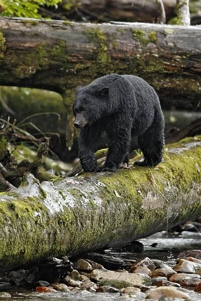 American Black Bear (Ursus americanus kermodei) adult, walking along fallen tree trunk over river in temperate coastal