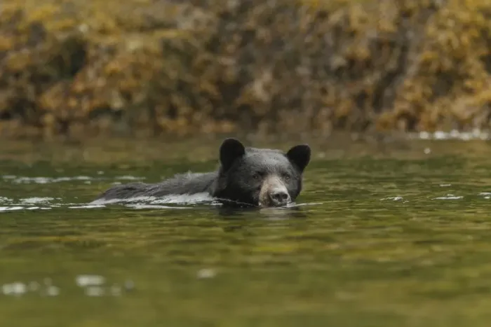 Framed Print : American Black Bear (Ursus americanus kermodei) adult, swimming and fishing for salmon Framed Print : American Black Bear (Ursus americanus kermodei) adult, swimming and fishing for salmon
