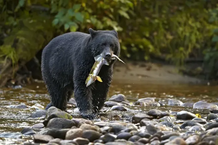Framed Print : American Black Bear (Ursus americanus kermodei) adult, feeding on Chinook Salmon (Oncorhynchus tshawytscha) catch