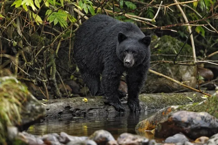 Framed Print : American Black Bear (Ursus americanus kermodei) adult, fishing for salmon at edge of river in temperate coastal Framed Print : American Black Bear (Ursus americanus kermodei) adult, fishing for salmon at edge of river in temperate coastal