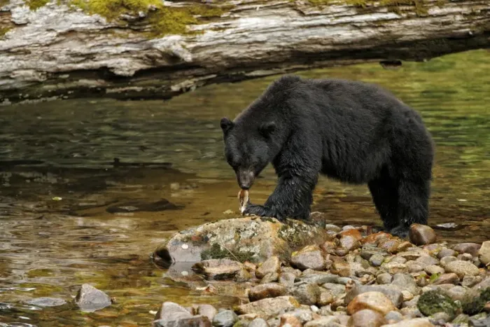 Framed Print : American Black Bear (Ursus americanus kermodei) adult, feeding on catch, fishing for salmon at edge of river in Framed Print : American Black Bear (Ursus americanus kermodei) adult, feeding on catch, fishing for salmon at edge of river in