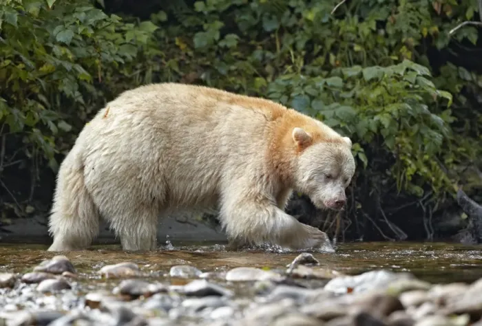 Framed Print : American Black Bear (Ursus americanus kermodei) Spirit Bear white morph, adult Framed Print : American Black Bear (Ursus americanus kermodei) Spirit Bear white morph, adult