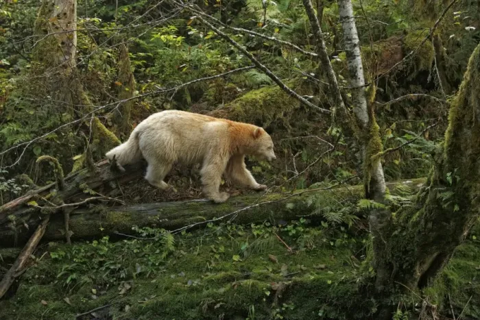 Framed Print : American Black Bear (Ursus americanus kermodei) Spirit Bear white morph, adult Framed Print : American Black Bear (Ursus americanus kermodei) Spirit Bear white morph, adult