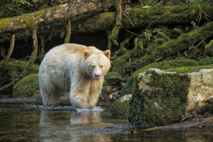 Framed Print : American Black Bear (Ursus americanus kermodei) Spirit Bear white morph, adult Framed Print : American Black Bear (Ursus americanus kermodei) Spirit Bear white morph, adult