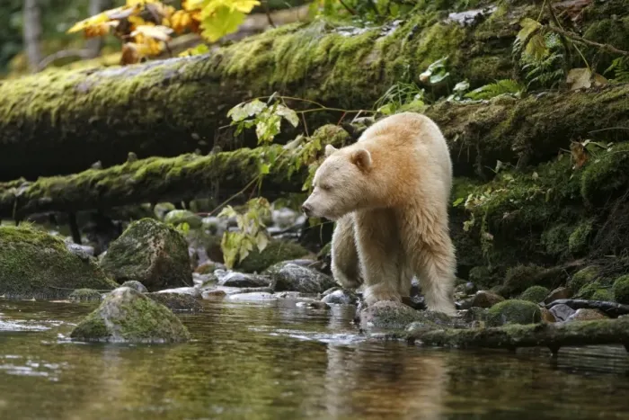 Framed Print : American Black Bear (Ursus americanus kermodei) Spirit Bear white morph, adult Framed Print : American Black Bear (Ursus americanus kermodei) Spirit Bear white morph, adult
