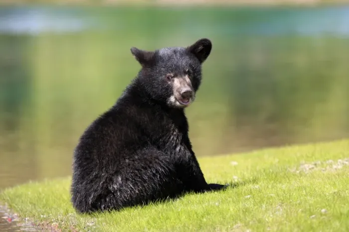 Framed Print : American Black Bear (Ursus americanus) six-month old cub, sitting at edge of water, Montana, U. S. A. june (captive) Framed Print : American Black Bear (Ursus americanus) six-month old cub, sitting at edge of water, Montana, U. S. A. june (captive)