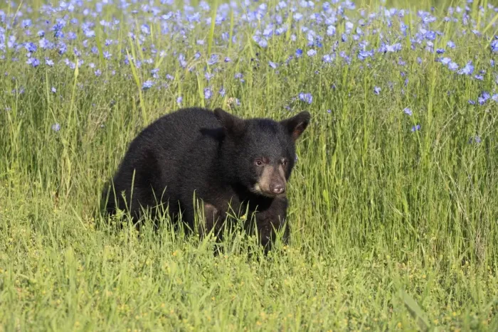 Framed Print : American Black Bear (Ursus americanus) six-month old cub, walking in meadow, Montana, U. S. A. june (captive) Framed Print : American Black Bear (Ursus americanus) six-month old cub, walking in meadow, Montana, U. S. A. june (captive)
