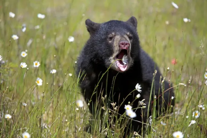 Framed Print : American Black Bear (Ursus americanus) six-month old cub, with mouth open, sitting amongst wildflowers in meadow, Montana, U. S. A. june (captive) Framed Print : American Black Bear (Ursus americanus) six-month old cub, with mouth open, sitting amongst wildflowers in meadow, Montana, U. S. A. june (captive)