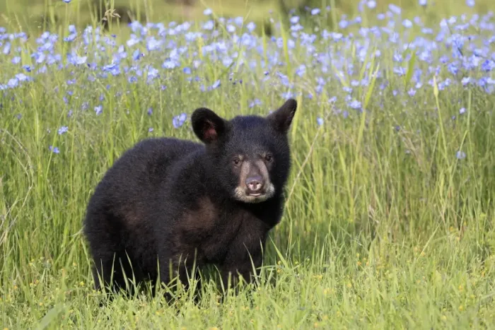 Framed Print : American Black Bear (Ursus americanus) six-month old cub, standing in meadow, Montana, U. S. A. june (captive) Framed Print : American Black Bear (Ursus americanus) six-month old cub, standing in meadow, Montana, U. S. A. june (captive)