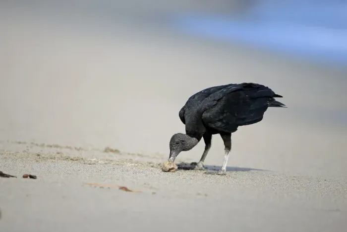 Framed Print : American Black Vulture (Coragyps atratus) adult, feeding on sea turtle egg, standing on sandy beach, Trinidad Framed Print : American Black Vulture (Coragyps atratus) adult, feeding on sea turtle egg, standing on sandy beach, Trinidad