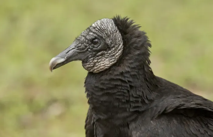 Framed Print : American Black Vulture (Coragyps atratus) adult, close-up of head, Everglades, Florida, U. S. A. February Framed Print : American Black Vulture (Coragyps atratus) adult, close-up of head, Everglades, Florida, U. S. A. February