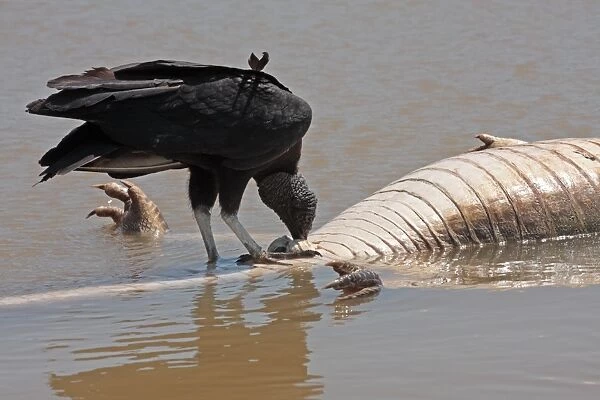American Black Vulture (Coragyps atratus) adult, feeding, scavenging on Paraguayan Caiman (Caiman yacare) carcass floating in river, Cuiaba River, Porto Jofre, Mato Grosso, Brazil, september