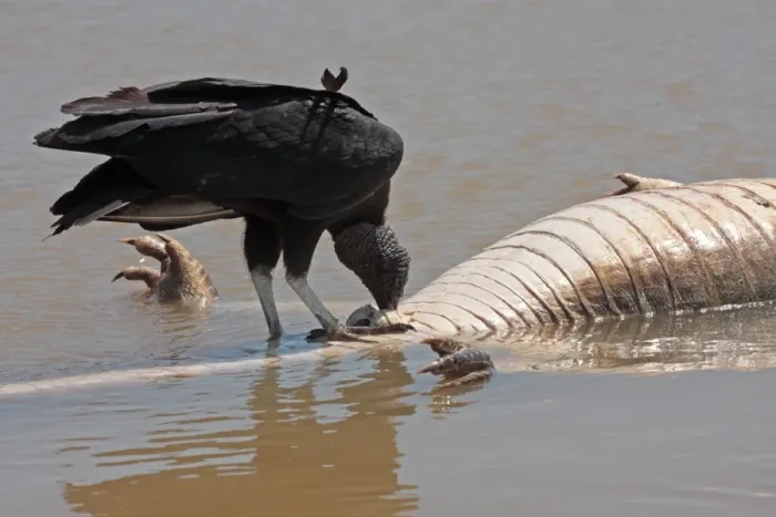 Framed Print : American Black Vulture (Coragyps atratus) adult, feeding, scavenging on Paraguayan Caiman (Caiman yacare) carcass floating in river, Cuiaba River, Porto Jofre, Mato Grosso, Brazil, september Framed Print : American Black Vulture (Coragyps atratus) adult, feeding, scavenging on Paraguayan Caiman (Caiman yacare) carcass floating in river, Cuiaba River, Porto Jofre, Mato Grosso, Brazil, september