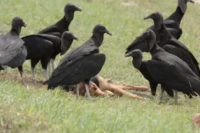 Framed Print : American Black Vulture (Coragyps atratus) adults, flock scavenging roadkill dog, Formosa City, Formosa, Argentina, october Framed Print : American Black Vulture (Coragyps atratus) adults, flock scavenging roadkill dog, Formosa City, Formosa, Argentina, october