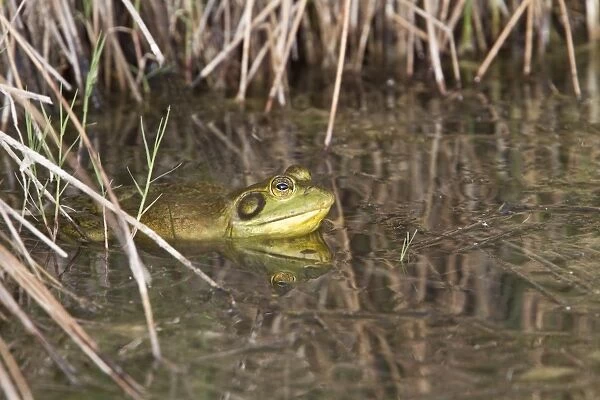 American Bullfrog male in pond - Utah
