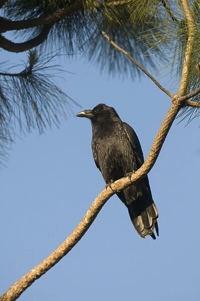 American Crow (Corvus brachyrhynchos) adult, perched on conifer branch, San Diego, California, U. S. A. april