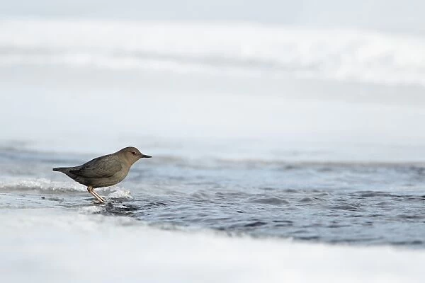 American Dipper (Cinclus mexicanus) adult, standing on ice beside narrow free-flowing stretch of stream